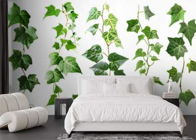 Set of green leaves from Javanese treebine or grape ivy (Cissus spp.), a jungle vine and hanging ivy plant bush foliage, isolated on a white background with a clipping path Wall mural