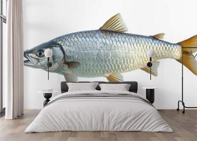 Tarpon fish isolated on a white background, aquatic animal Wall mural