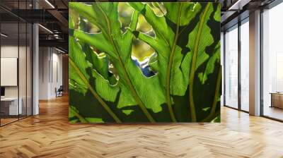 Beautiful Green leaf with Defined Patter and Leaf veins Wall mural