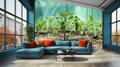 Greenhouse with tomato plants and drip irrigation system. Wall mural