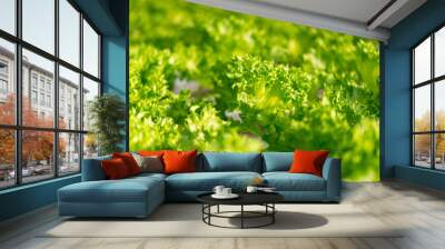 Fresh organic green oak lettuce vegetable plant farm Wall mural