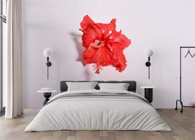 Close-up of red hibiscus flower isolated on white stone background Wall mural