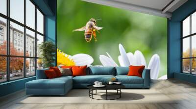 honeybee in flight Wall mural