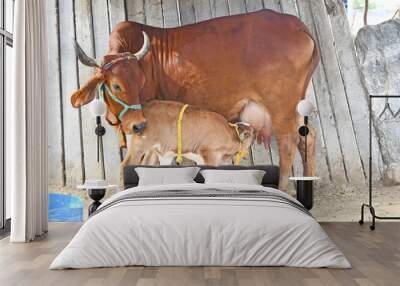 Rare Picture - A red cow feeding milk to newborn calf at a cowshed in Beawar, Rajasthan, India. Wall mural