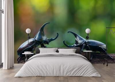 Siamese rhinoceros beetle, Fighting beetle Wall mural