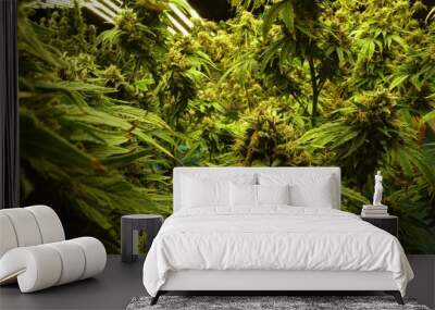 Cannabis plant in curative cannabis weed farm for medical cannabis product . The indoor agriculture farm provide high quality medicinal cannabis production for health care and medicine uses . Wall mural