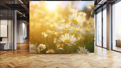 field of daisies in the morning sun AIG51A. Wall mural