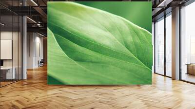 Green leaf background close up view. Nature foliage abstract of leave texture for showing concept of green business and ecology for organic greenery and natural product background. generative AI. Wall mural