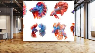 Fighting fish betta transparent collection in 3d using for presentation. Wall mural