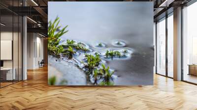 Fresh green grass in spring growing in a puddle after the rain with beautiful water reflection as close-up low angle macro view shows details of grass and water surface of a garden pond idyllic scene Wall mural