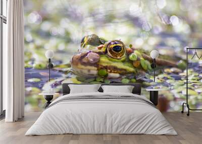 Green frog or european common frog in idyllic garden pond lurking for insects with big eyes shining beautiful amphibian toad in evening sunlight showing its head in the water looking into the camera Wall mural