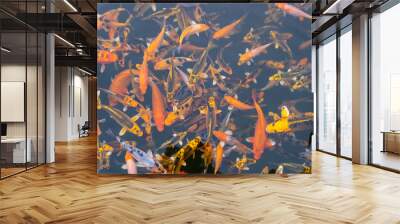 so many koi in fish pond Wall mural