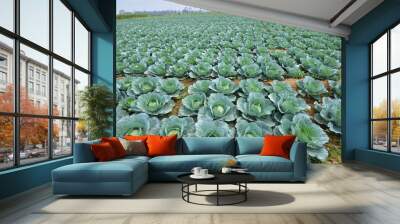 Cabbage field Wall mural