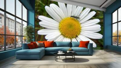 wucherblume margerite Wall mural