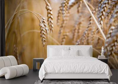 Wheat field. Ears of golden wheat close up. Wall mural