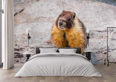 Close up of Yellow-bellied marmot sitting on a rock, Yosemite National Park, California Wall mural