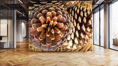 Fallen pine cones Wall mural