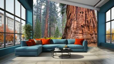 Giant Sequoia trees in Mariposa Grove, Yosemite National Park, California; smoke from Ferguson Fire visible in the air; Wall mural