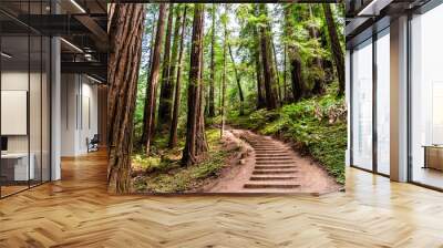 Hiking trail going through redwood forest of Muir Woods National Monument, north San Francisco bay area, California Wall mural