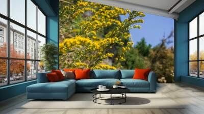 Solidago wildflowers blooming, California Wall mural