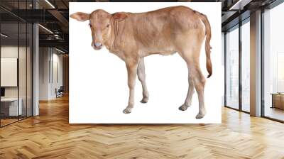 Chalale Cattle lying on a white background Wall mural