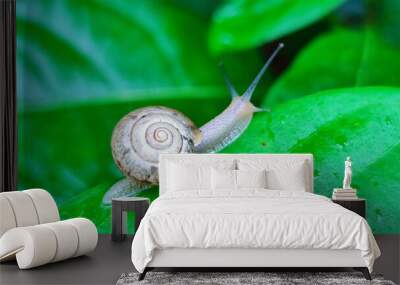 Snail on the leaf Wall mural