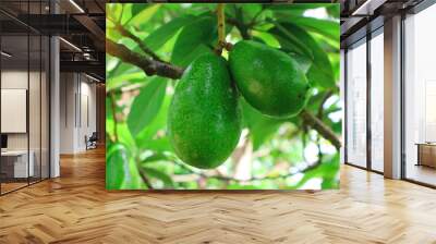 The 8th avocado species in the avocado breeding park, Tak, Thailand Wall mural