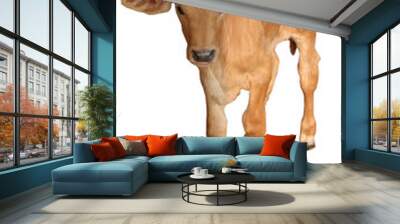 Three-month-old calf, light brown, clean white sky, isolated Wall mural