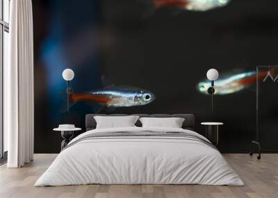 Swarm of Neon Tetra Paracheirodon freshwater fish. Wall mural