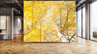 Autumn trees with yellowing leaves against the sky Wall mural