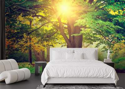 Beautiful park tree Wall mural