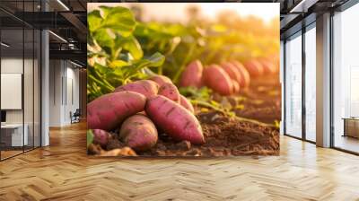 Growing sweet potato harvest and producing vegetables cultivation. Concept of small eco green business organic farming gardening and healthy food Wall mural