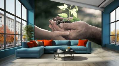 hands of elderly man and baby holding a plant Wall mural