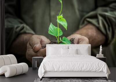 young plant in old hands against green background Wall mural