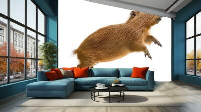 a brown capybara is leaping, dynamic pose, isolated on white or transparent background, png clipart, Wall mural