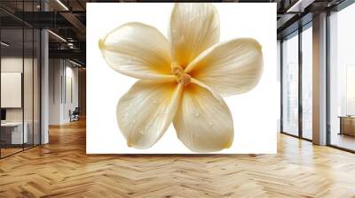 A white vanilla flower with a sticks isolated on white or transparent background, png clipart, design element. Easy to place on any other background. Wall mural