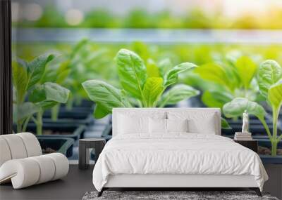 Close up of young green seedlings in plastic pots grow inside modern greenhouse for plantings and growing vegetables. Wall mural