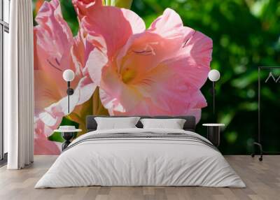 Blooming two colored pink and yellow gradient on green summer foliage background Wall mural