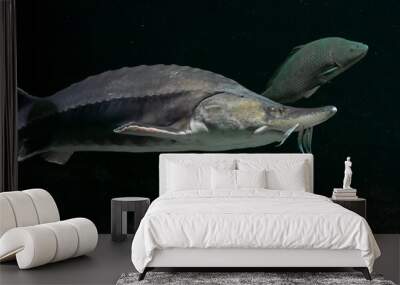 Large Beluga fish also known as great sturgeon or huso huso is swiming underwater. Close up view of fish in wild. Wall mural