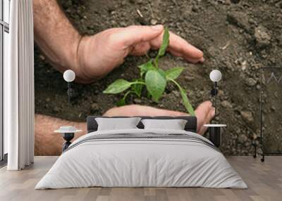 Hands of a man planting a young organic plant of pepper in the ground. Planting pepper seedlings. Wall mural