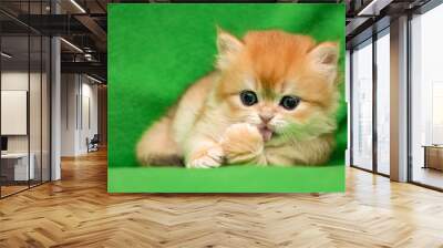 Charming red-haired British kitten licks his paw Wall mural