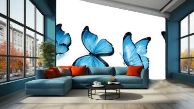 Color butterflies , isolated on white background Wall mural