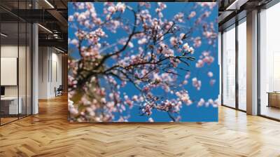 Blooming tree branch with pink flowers against a blue clear sky in spring Wall mural