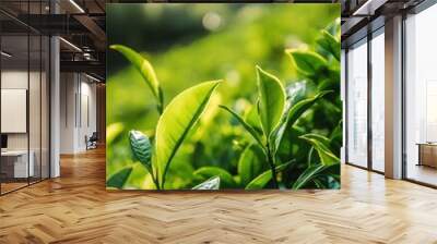 Close-Up of Fresh Green Tea Leaves in a Sunlit Tea Plantation Field Wall mural