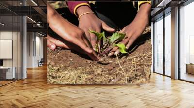 Close up of African child hands planting vegetables in soil Wall mural