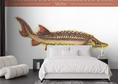 Hand painted watercolor fish isolated on white background. Sturgeon, beluga. Acipenseridae family fish. Colorful edible, salt water and fresh water fish. Vector illustration. Wall mural