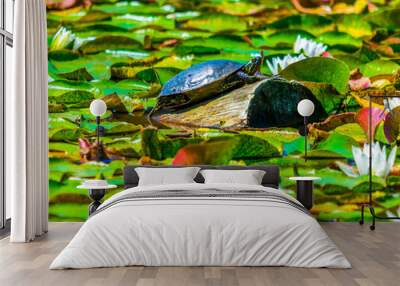 Turtle on a log in water Wall mural