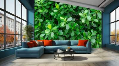 Japanese boxwood (Buxus microphylla) - Pembroke Pines, Florida, USA Wall mural