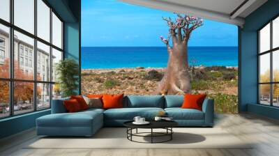 Bottle tree, Socotra island, Yemen Wall mural