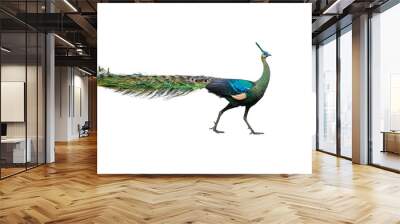 Male peacock on white background Wall mural